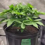 5th coco grow