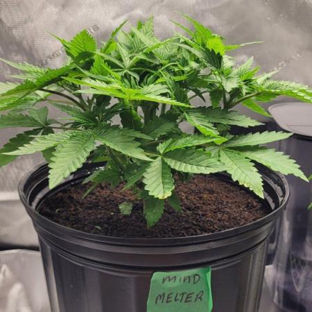 5th coco grow