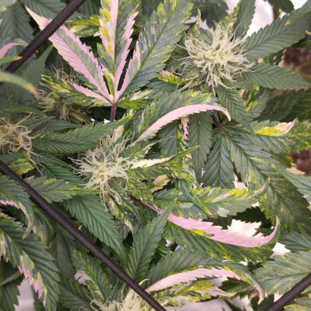 Tropicanna Poison F1 Fast flowering