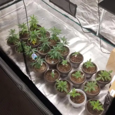 Tropicanna Poison F1 Fast flowering