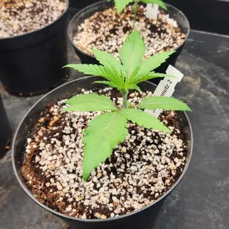 Blueberry Cupcake & Jelly Donutz by Humboldt Seed Co.