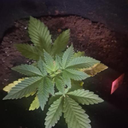 5 strain grow