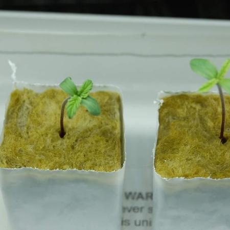 Super Silver Haze 3