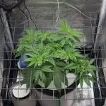 Gorilla Cookies FF 1