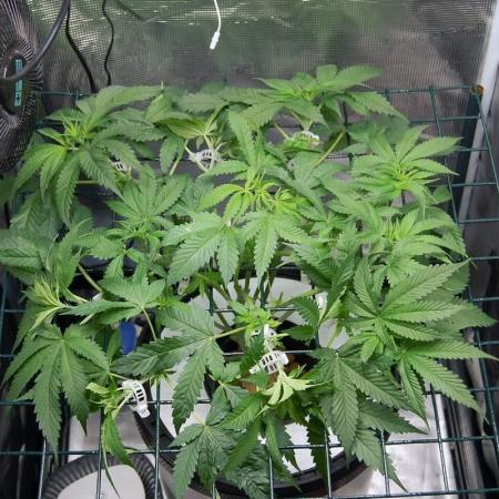 Gorilla Cookies  FF 2