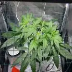 Super Silver Haze 3