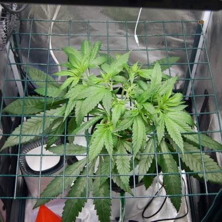 Super Silver Haze 3