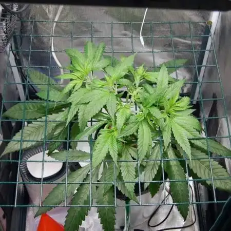 Super Silver Haze 3