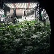 Gorilla Cookies FF 1