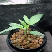 Super Silver Haze 5
