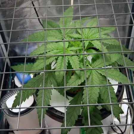 Super Silver Haze 2