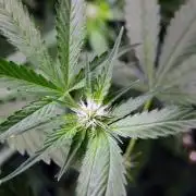 Gorilla Cookies FF 1