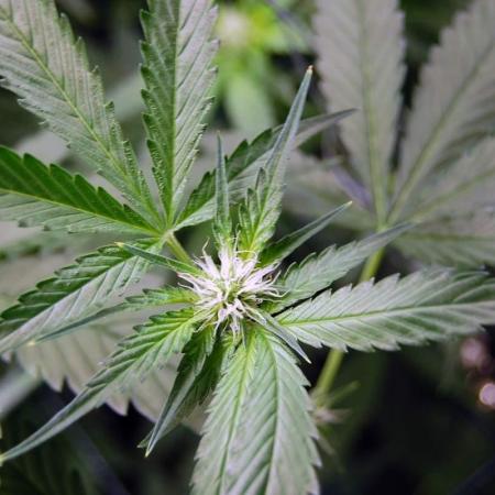 Gorilla Cookies FF 1