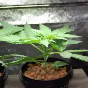 Super Silver Haze 5