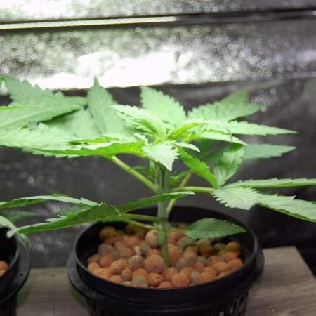 Super Silver Haze 5