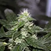 Gorilla Cookies  FF 2