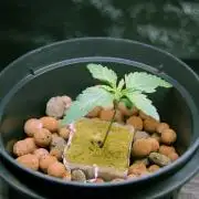 Gorilla Cookies  FF 2