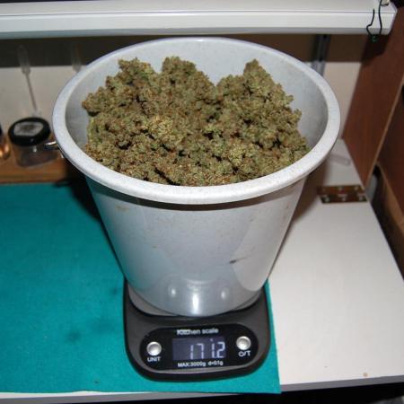 Super Silver Haze 2