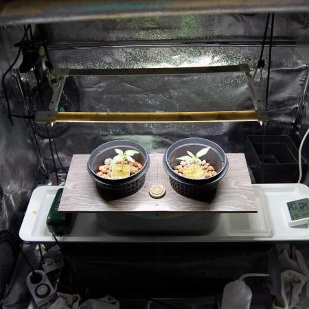 Gorilla Cookies FF 1