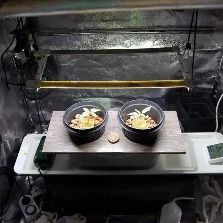 Gorilla Cookies FF 1