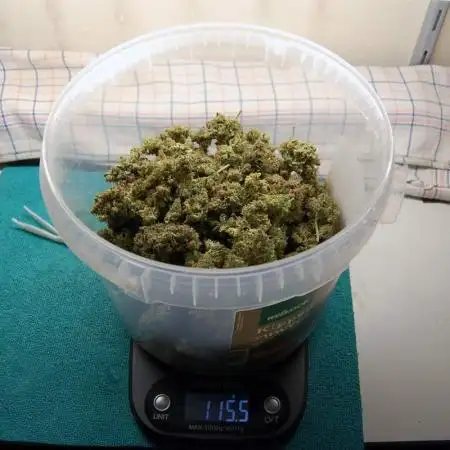 Gorilla Cookies FF 1
