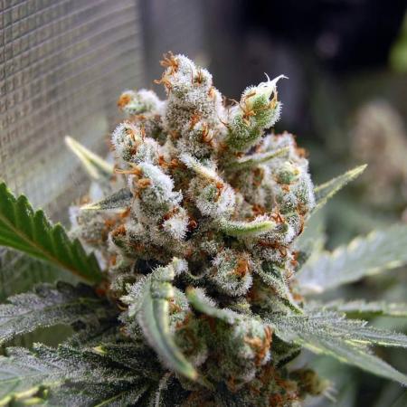 Super Silver Haze 2