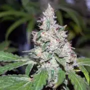 Gorilla Cookies  FF 2