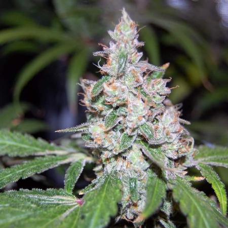 Gorilla Cookies  FF 2