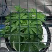 Gorilla Cookies  FF 2