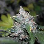Gorilla Cookies FF 1