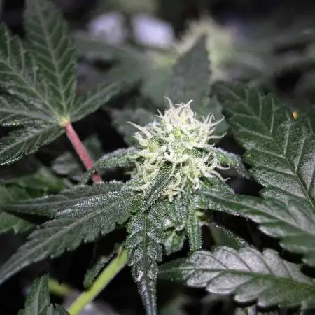Super Silver Haze 4
