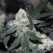 Super Silver Haze 4