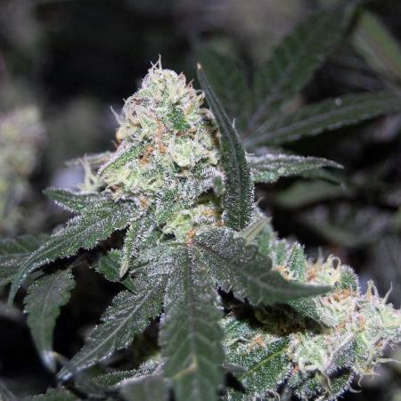 Super Silver Haze 4