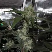 Gorilla Cookies FF 1