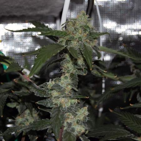 Gorilla Cookies FF 1