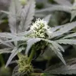 Super Silver Haze 2