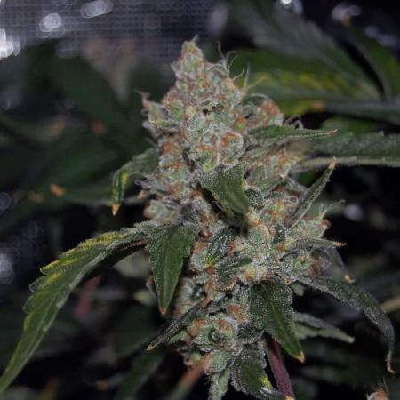 Gorilla Cookies FF 1