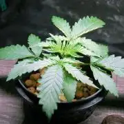 Gorilla Cookies  FF 2