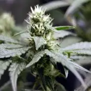 Gorilla Cookies  FF 2