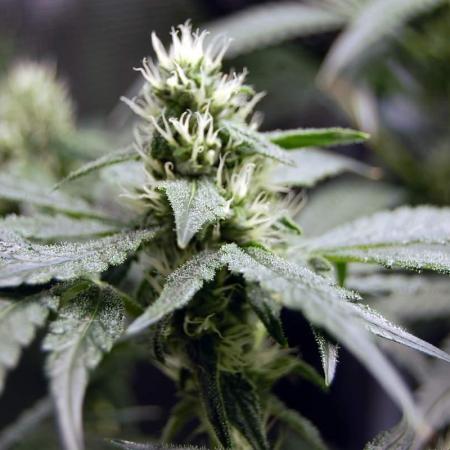 Gorilla Cookies  FF 2