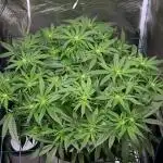 Super Silver Haze 3
