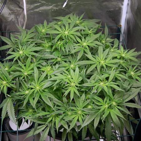 Super Silver Haze 3