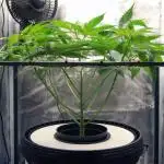 Gorilla Cookies FF 1