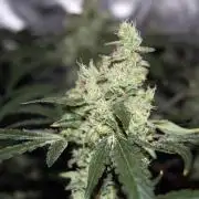 Gorilla Cookies  FF 2