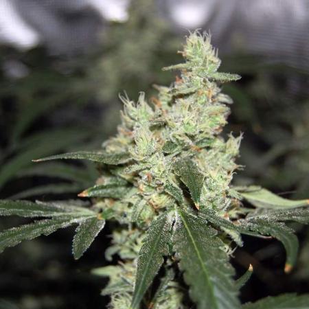 Gorilla Cookies  FF 2
