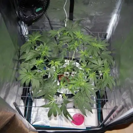 outlaw Amnesia 5