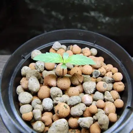 Super Silver Haze 4