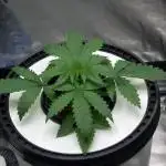 Gorilla Cookies FF 1