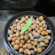 Super Silver Haze 5