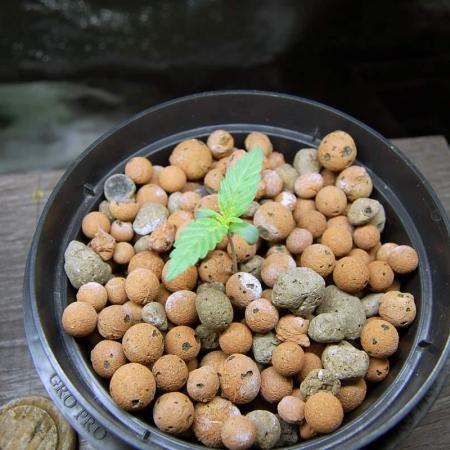 Super Silver Haze 5
